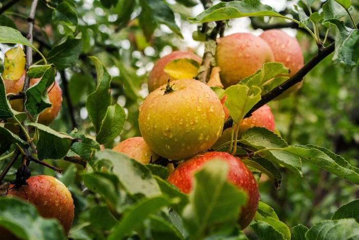 World Apple Day with a FREE afternoon at Hardwick Hall