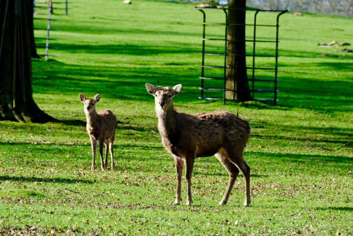 Community Pass with National Trust’s Calke Abbey